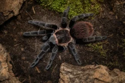 Costa-Rica-Rotvogelspinne, Sericopelma angustum
