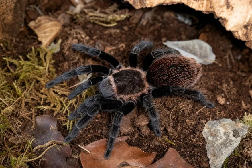 Costa-Rica-Rotvogelspinne, Sericopelma angustum