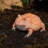 Cranwells Schmuckhornfrosch „Coral Blaze“, Ceratophrys cranwelli