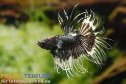 Crown Tail Kampffisch Black&White, Männchen, Betta splendens
