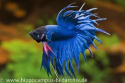 Crown Tail Kampffisch blau, Männchen, Betta splendens
