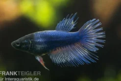 Crown Tail Kampffisch blau, Weibchen, Betta splendens