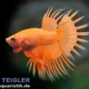 Crown Tail Kampffisch Dragon Orange, Männchen, Betta splendens