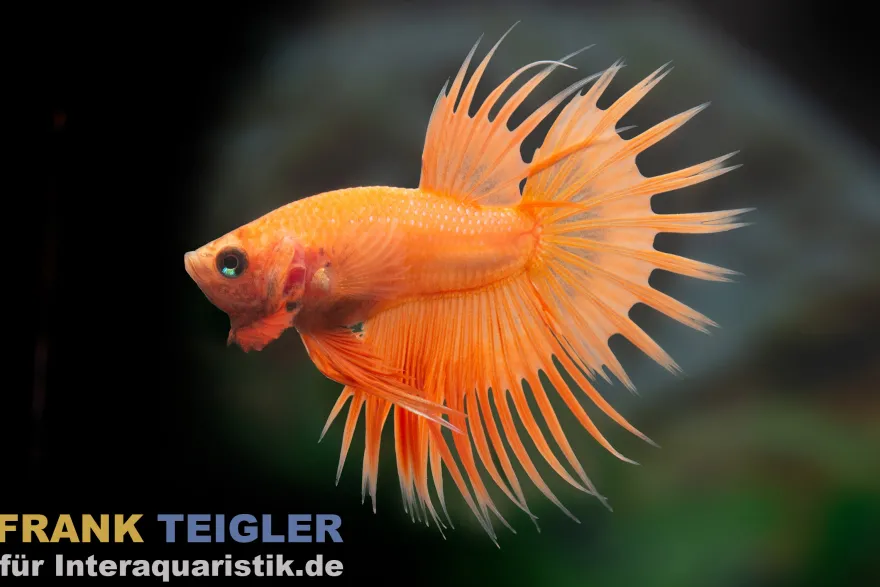 Crown Tail Kampffisch Dragon Orange, Männchen, Betta splendens