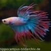 Crown Tail Kampffisch multicolor, NZ, Männchen, Betta splendens