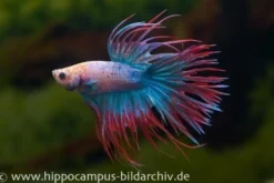 Crown Tail Kampffisch multicolor, NZ, Männchen, Betta splendens