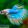 Crown Tail Kampffisch Mustard Green, Männchen, Betta splendens