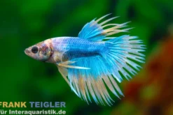 Crown Tail Kampffisch Mustard Green, Männchen, Betta splendens