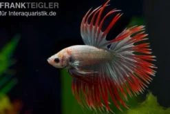 Crown Tail Kampffisch Red Copper, Männchen, Betta splendens