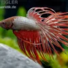 Crown Tail Kampffisch Red Dragon, Männchen, Betta splendens