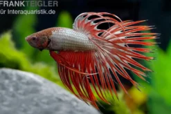 Crown Tail Kampffisch Red Dragon, Männchen, Betta splendens
