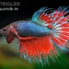 Crown Tail Kampffisch rotblau, Männchen, Betta splendens