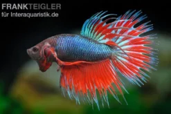 Crown Tail Kampffisch rotblau, Männchen, Betta splendens