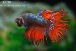 Crown Tail Kampffisch rotblau, Männchen, Betta splendens