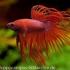 Crown Tail Kampffisch rot, Männchen, Betta splendens