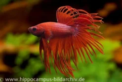 Crown Tail Kampffisch rot, Männchen, Betta splendens