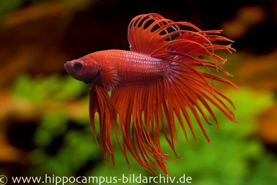 Crown Tail Kampffisch rot, Männchen, Betta splendens