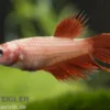Crown Tail Kampffisch rot, Weibchen, Betta splendens