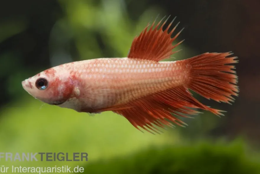 Crown Tail Kampffisch rot, Weibchen, Betta splendens