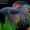 Crown Tail Kampffisch schwarz, Männchen, Betta splendens