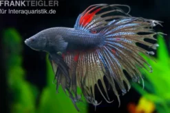 Crown Tail Kampffisch schwarz, Männchen, Betta splendens