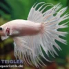 Crown Tail Kampffisch White Opaque „King Selection“, Männchen, Betta splendens