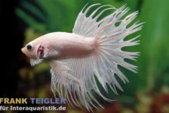 Crown Tail Kampffisch White Opaque „King Selection“, Männchen, Betta splendens