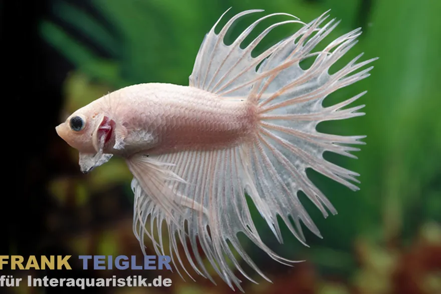 Crown Tail Kampffisch White Opaque „King Selection“, Männchen, Betta splendens