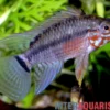 Cruz-Zwergbuntbarsch, Apistogramma cruzi