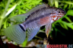 Cruz-Zwergbuntbarsch, Apistogramma cruzi