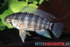Cruz-Zwergbuntbarsch, Apistogramma cruzi