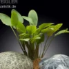 Cryptocoryne wendtii "Broad Leaf", In Vitro