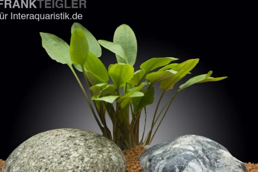 Cryptocoryne wendtii "Broad Leaf", In Vitro