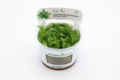Cryptocoryne wendtii "Broad Leaf", In Vitro