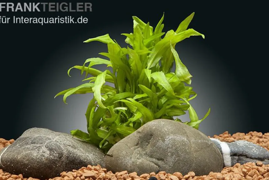 Cryptocoryne wendtii "Broad Leaf", In Vitro