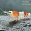 Crystal Red Garnele, Caridina logemanni