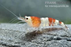 Crystal Red Garnele, Caridina logemanni