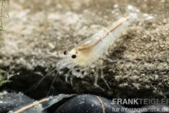 Crystal White Garnele, Caridina spec. Crystal White / Ghost Bee