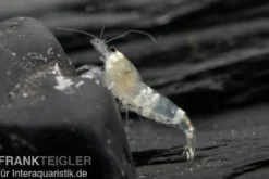 Crystal White Garnele, Caridina spec. Crystal White / Ghost Bee
