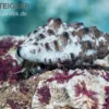 Cyanofressende Nadelschnecke, Cerithium caeruleum