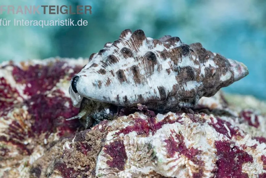 Cyanofressende Nadelschnecke, Cerithium caeruleum
