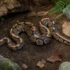 Cypress-Königspython, Python regius