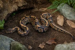 Cypress-Königspython, Python regius