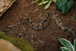 Cypress-Königspython, Python regius