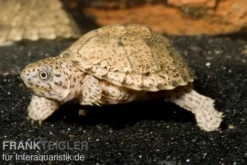 Dach-Moschusschildkröte, Sternotherus carinatus