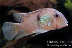 Dacrya-Sattelfleckenbuntbarsch, Guianacara dacrya / Geophagus dacrya, 5-7 cm