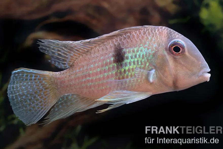 Dacrya-Sattelfleckenbuntbarsch, Guianacara dacrya / Geophagus dacrya, 5-7 cm