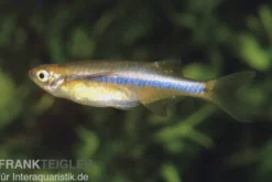 Dadybujors Kielbauchbärbling, Chela dadyburjori