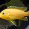 Daktari-Maulbrüter, Pseudotropheus sp. Daktari