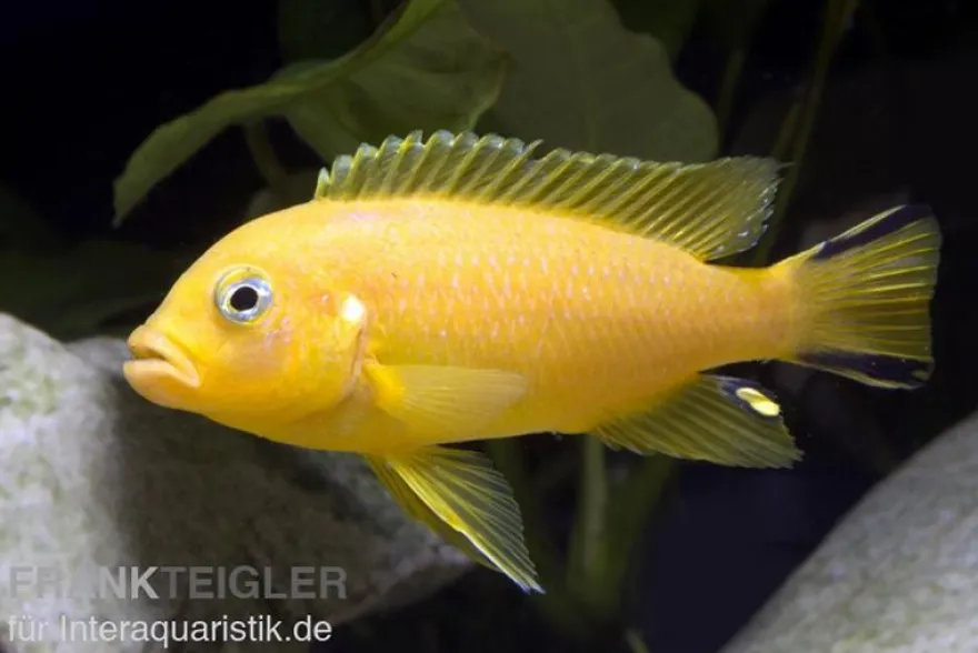 Daktari-Maulbrüter, Pseudotropheus sp. Daktari